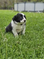 Tulip, a female Border Collie for sale in Wakeman, OH – Photo 4 of 5