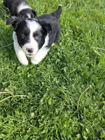 Tulip, a female Border Collie for sale in Wakeman, OH – Photo 2 of 5