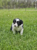 Tulip, a female Border Collie for sale in Wakeman, OH – Photo 5 of 5