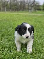 Tulip, a female Border Collie for sale in Wakeman, OH – Photo 3 of 5