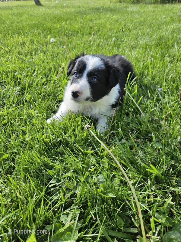 Tulip – Border Collie puppy for sale in Wakeman, OH