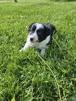 Tulip, a female Border Collie for sale in Wakeman, OH – Photo 1 of 5