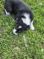 Roy, a male Border Collie for sale in Wakeman, OH – Photo 3 of 7