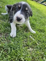 Roy, a male Border Collie for sale in Wakeman, OH – Photo 5 of 7