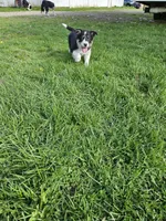 Roy, a male Border Collie for sale in Wakeman, OH – Photo 4 of 7