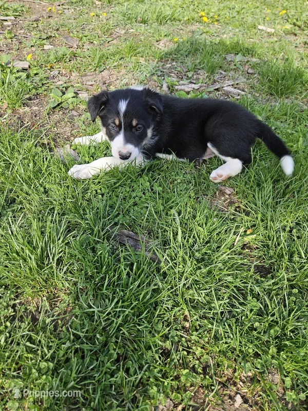 Roy – Border Collie puppy for sale in Wakeman, OH