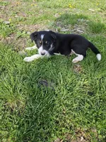 Roy, a male Border Collie for sale in Wakeman, OH – Photo 1 of 7