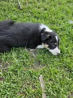 Roy, a male Border Collie for sale in Wakeman, OH – Photo 2 of 7