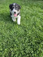Roy, a male Border Collie for sale in Wakeman, OH – Photo 6 of 7