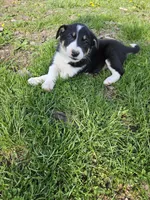 Roy, a male Border Collie for sale in Wakeman, OH – Photo 7 of 7