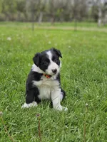 Violet, a female Border Collie for sale in Wakeman, OH – Photo 4 of 6