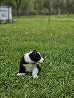 Violet, a female Border Collie for sale in Wakeman, OH – Photo 6 of 6
