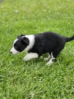 Violet, a female Border Collie for sale in Wakeman, OH – Photo 2 of 6