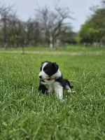 Violet, a female Border Collie for sale in Wakeman, OH – Photo 3 of 6