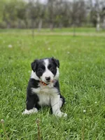 Violet, a female Border Collie for sale in Wakeman, OH – Photo 5 of 6