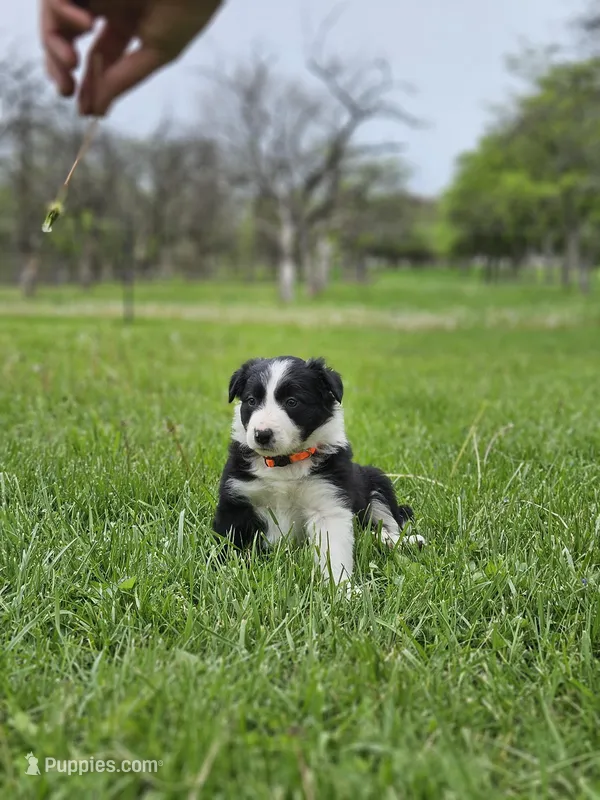 Violet – Border Collie puppy for sale in Wakeman, OH
