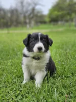 Lily, a female Border Collie for sale in Wakeman, OH – Photo 3 of 5