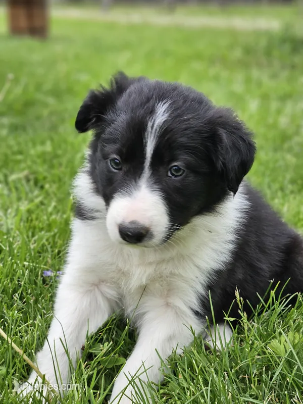 Lily – Border Collie puppy for sale in Wakeman, OH
