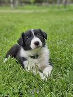 Lily, a female Border Collie for sale in Wakeman, OH – Photo 5 of 5