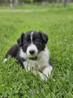 Lily, a female Border Collie for sale in Wakeman, OH – Photo 4 of 5