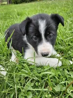 Daisy, a female Border Collie for sale in Wakeman, OH – Photo 5 of 8