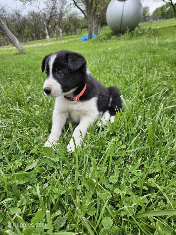 Daisy – Border Collie puppy for sale in Wakeman, OH