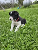 Daisy, a female Border Collie for sale in Wakeman, OH – Photo 1 of 8