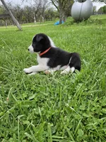 Daisy, a female Border Collie for sale in Wakeman, OH – Photo 3 of 8