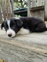 Daisy, a female Border Collie for sale in Wakeman, OH – Photo 4 of 8