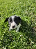 Daisy, a female Border Collie for sale in Wakeman, OH – Photo 6 of 8