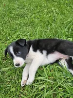 Daisy, a female Border Collie for sale in Wakeman, OH – Photo 7 of 8