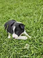 Daisy, a female Border Collie for sale in Wakeman, OH – Photo 2 of 8