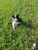 Daisy, a female Border Collie for sale in Wakeman, OH – Photo 8 of 8