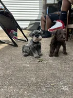 Gucci , a male Miniature Schnauzer for sale in Richmond, TX – Photo 2 of 6