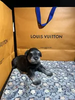 Hèrmes, a male Miniature Schnauzer for sale in Richmond, TX – Photo 9 of 9