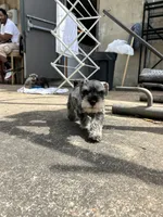 Gucci , a male Miniature Schnauzer for sale in Richmond, TX – Photo 4 of 6