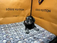 Hèrmes, a male Miniature Schnauzer for sale in Richmond, TX – Photo 8 of 9