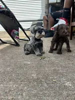Gucci , a male Miniature Schnauzer for sale in Richmond, TX – Photo 3 of 6