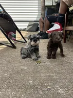 Gucci , a male Miniature Schnauzer for sale in Richmond, TX – Photo 5 of 6