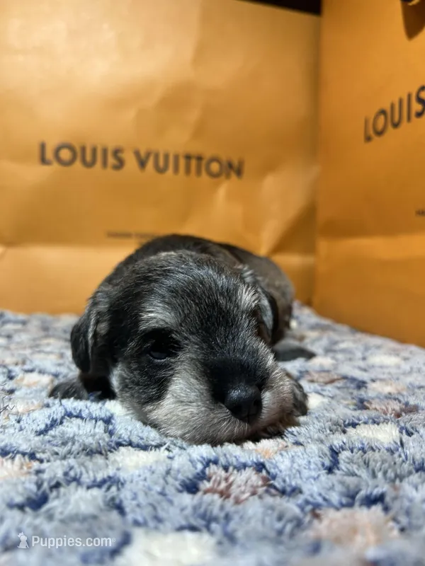 Gucci  – Miniature Schnauzer puppy for sale in Richmond, TX