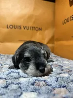Gucci , a male Miniature Schnauzer for sale in Richmond, TX – Photo 1 of 4