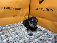 Hèrmes, a male Miniature Schnauzer for sale in Richmond, TX – Photo 6 of 9