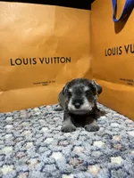 Gucci , a male Miniature Schnauzer for sale in Richmond, TX – Photo 3 of 4