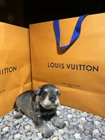 Gucci , a male Miniature Schnauzer for sale in Richmond, TX – Photo 4 of 4