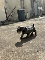 Gucci , a male Miniature Schnauzer for sale in Richmond, TX – Photo 6 of 6