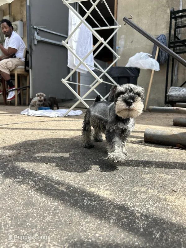 Gucci  – Miniature Schnauzer puppy for sale in Richmond, TX