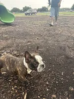 Sweet pea 🫛 , a female American Bully for sale in Richmond, TX – 2 of 10