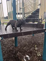 Koda, a female American Bully for sale in Richmond, TX – 7 of 10