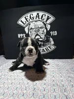 Indie, a female American Bully for sale in Richmond, TX – Photo 4 of 5