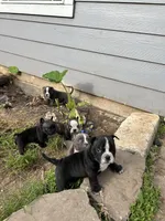 Indie, a female American Bully for sale in Richmond, TX – 7 of 7